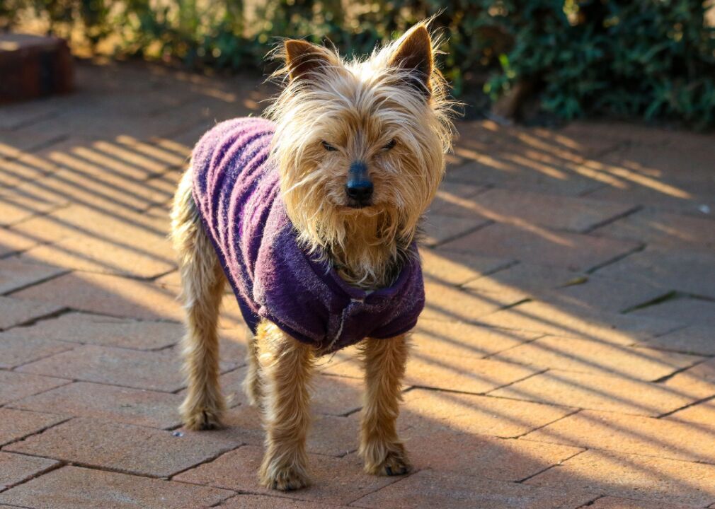 #46. Australian terrier